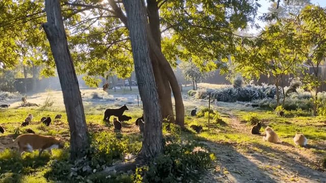 The FureverHome Cat Sanctuary in Romania