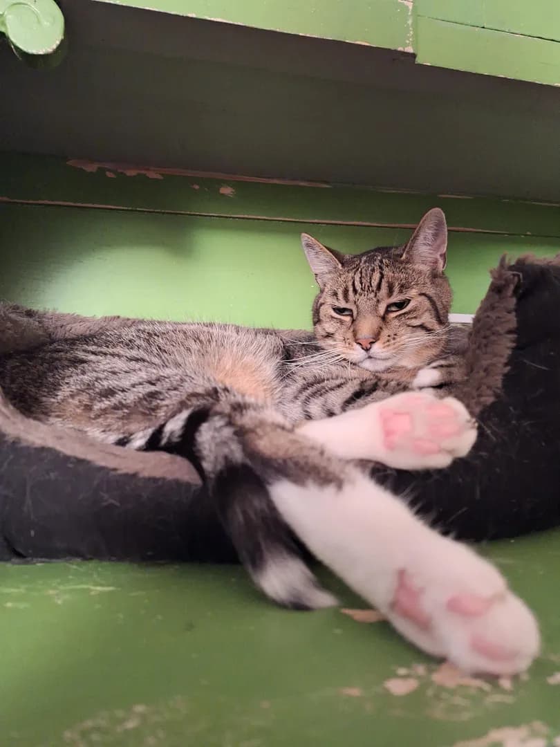 Sleepy cat in, pink paws out