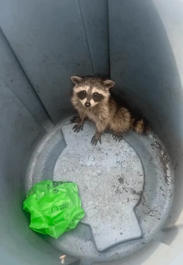 My wife found the cutest Raccoon in our trash bin 😂😊