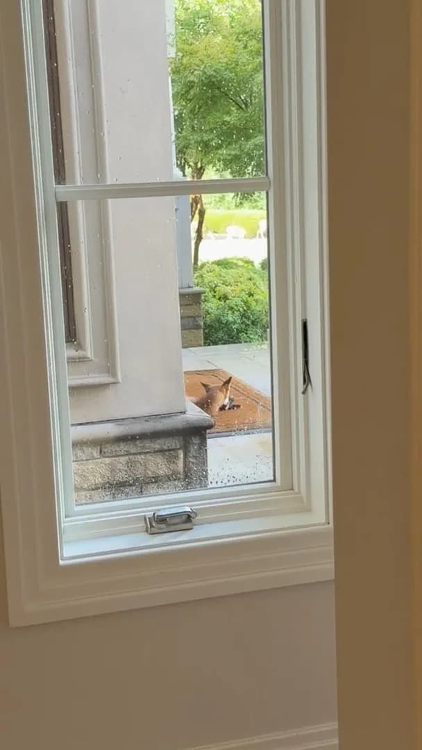 Teenaged fox has been hanging on the Welcome Mat