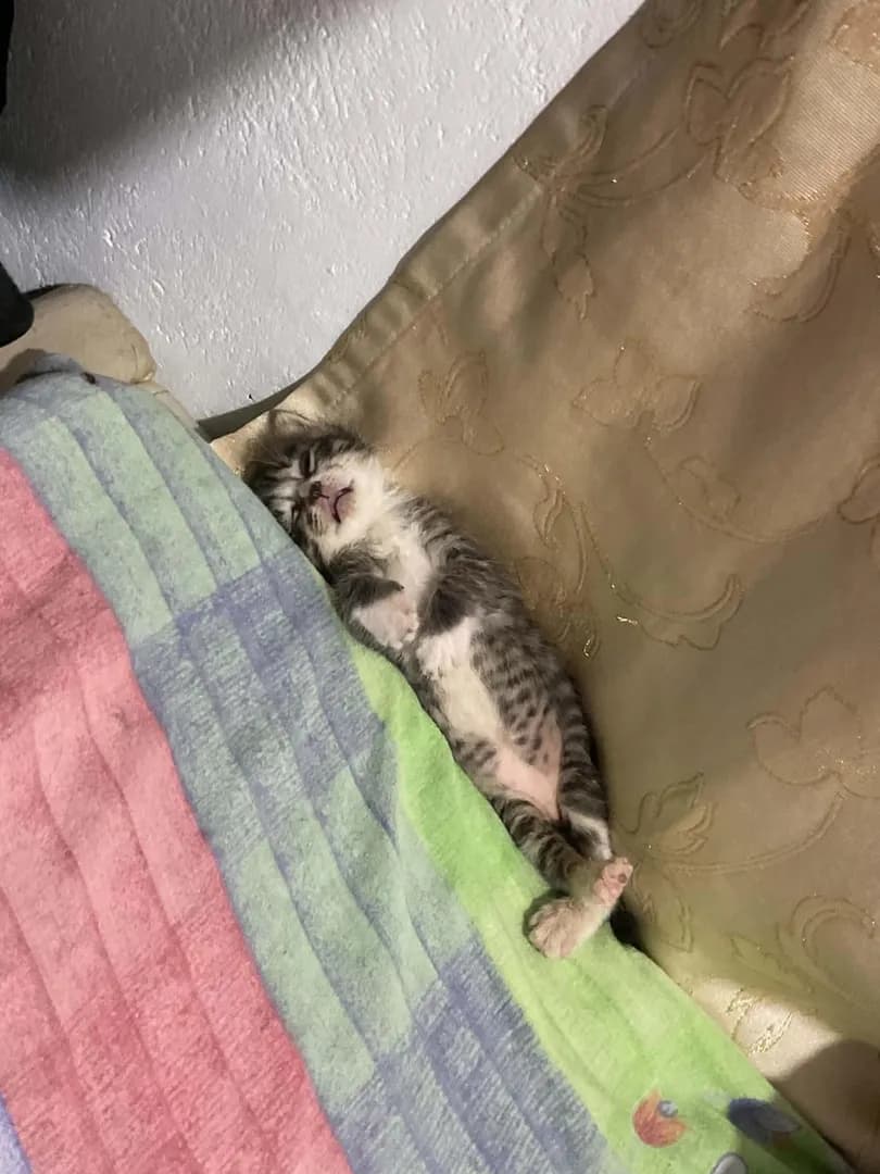 Sleeping like I pay the bills around here. 🐾🐈