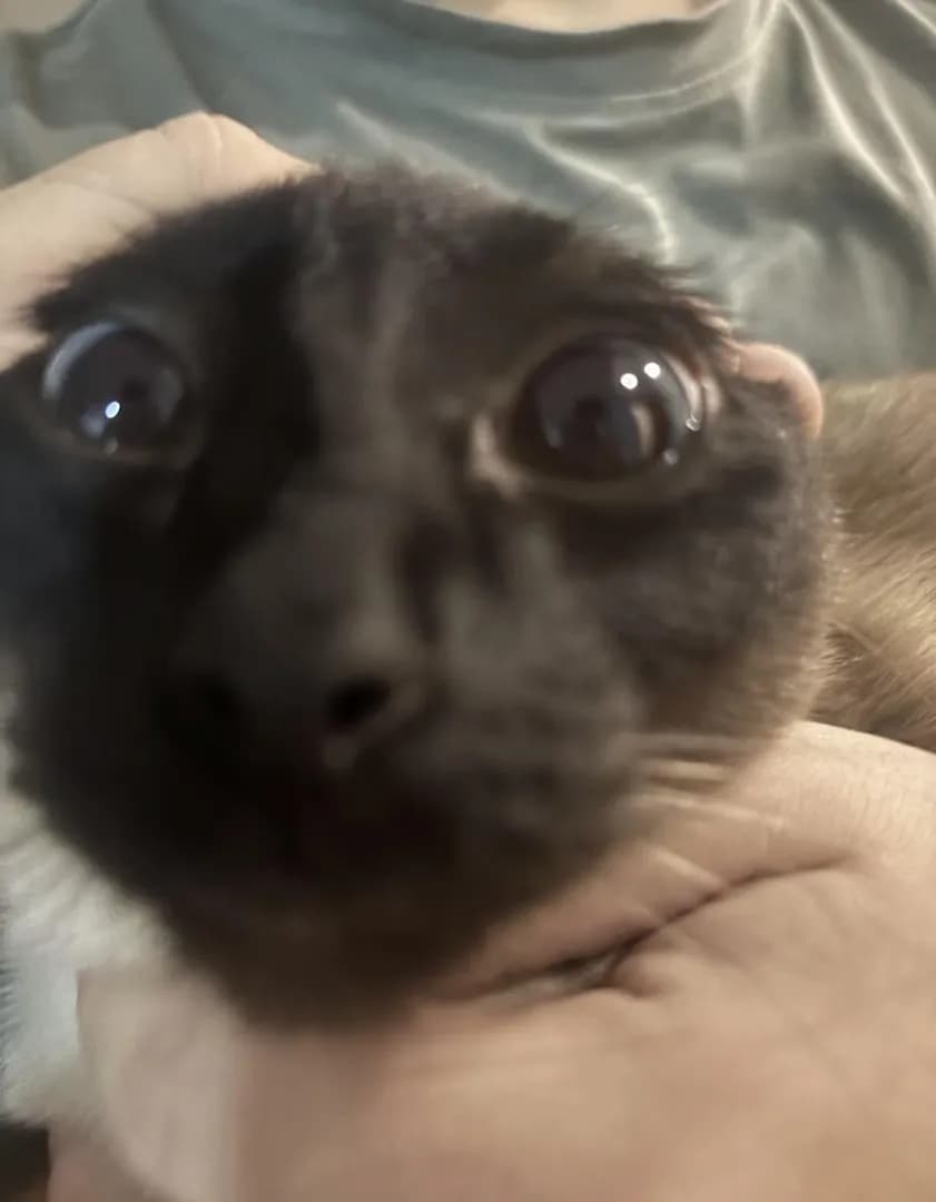 Cutie with big eyes;)