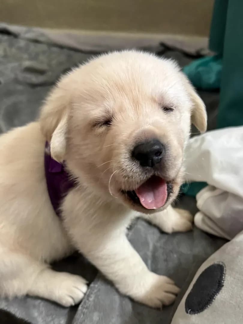 The smiliest pup