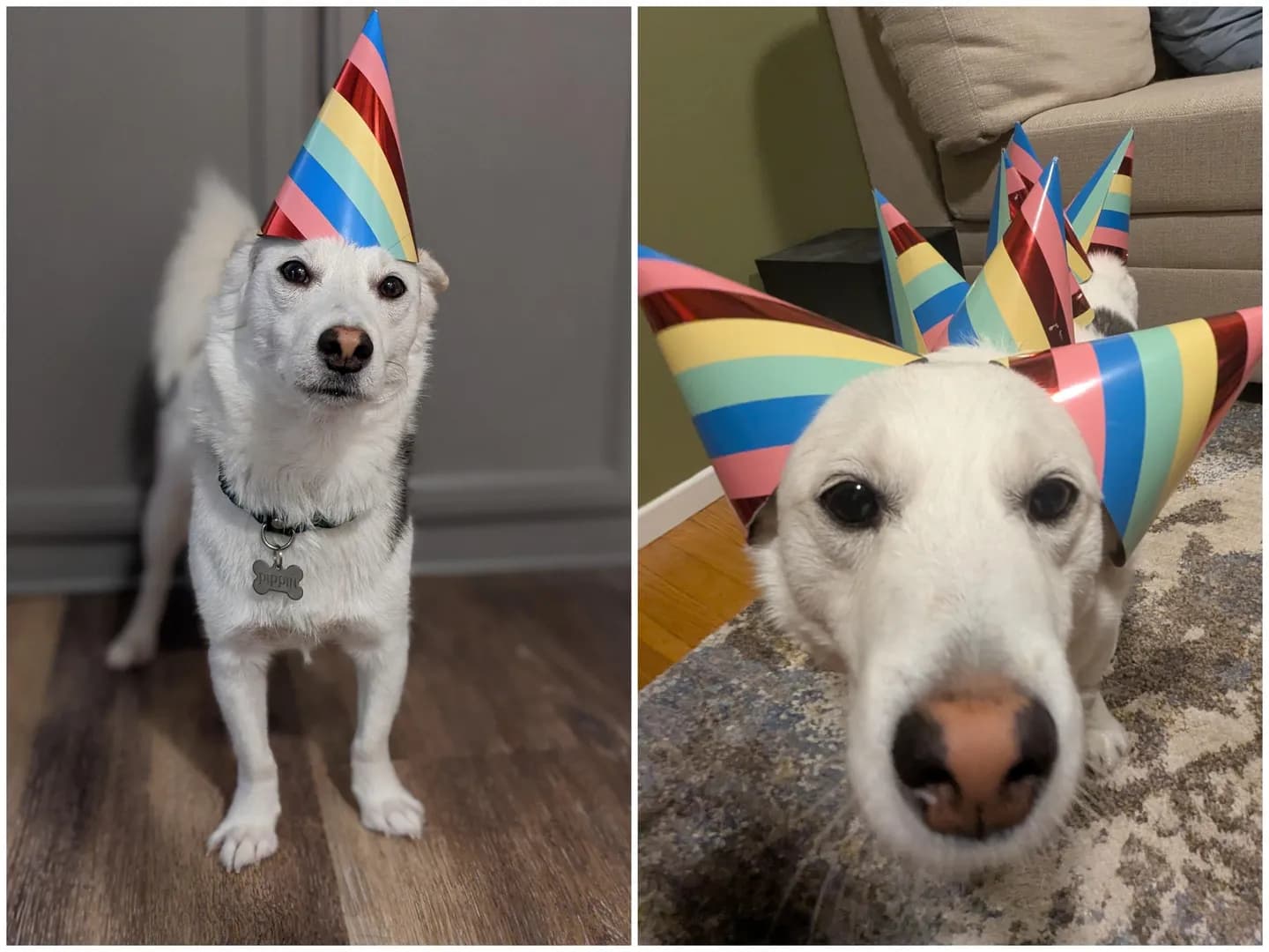 Pippin Turns 7!!