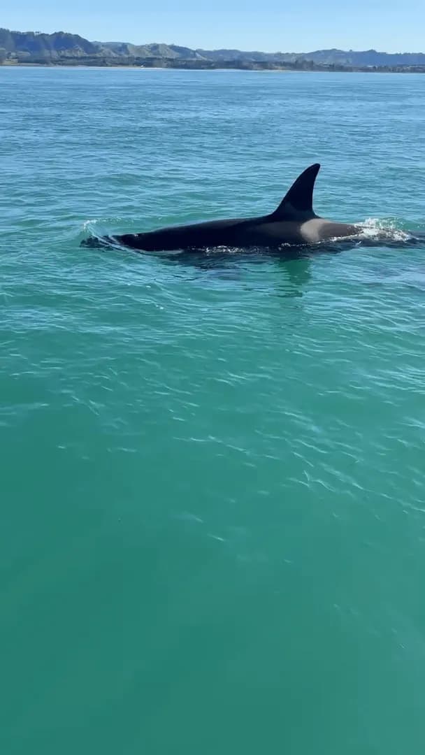 Watched Mum teach her baby how to whale today