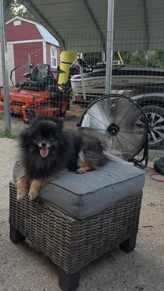Theo and Pete think this Tractor Supply shop fan was a good purchase.