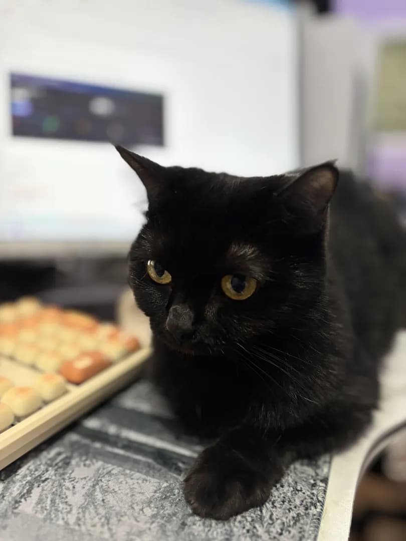 Here’s my other baby - meet Luna the Boss 😹