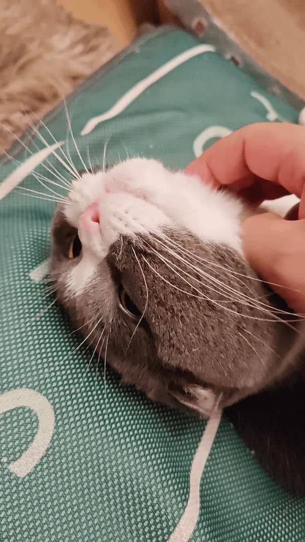 She is my closest family member; when things are quiet, she likes it when I stroke her chin.