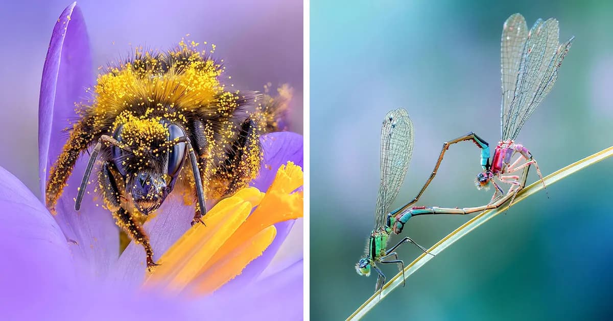 Photographer Captured 37 Close-Up Nature Shots That Reveal A World We Usually Never Get To See