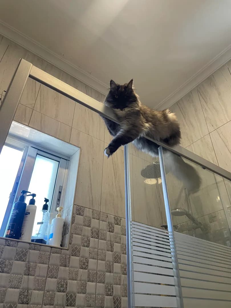 bathroom guardian angel