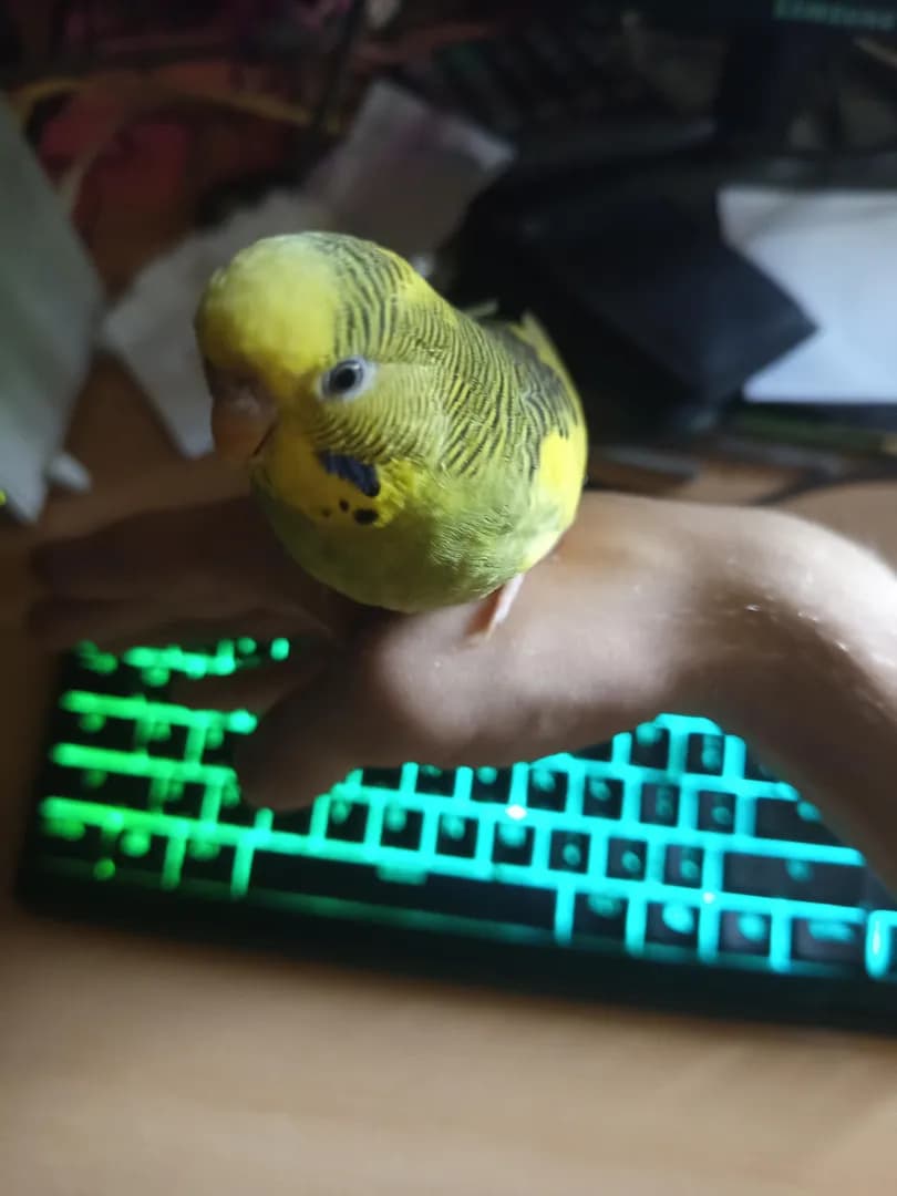On my hand for the first time!!!