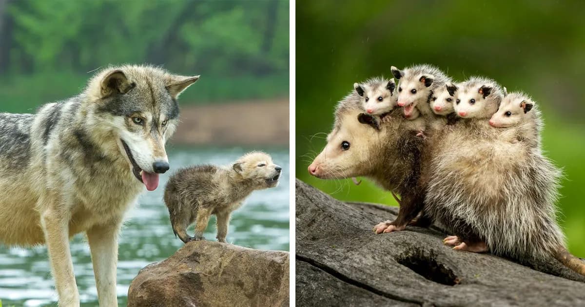 This Page Shared 40 Animal Photos Capturing Funny And Heartwarming Moments In The Wild