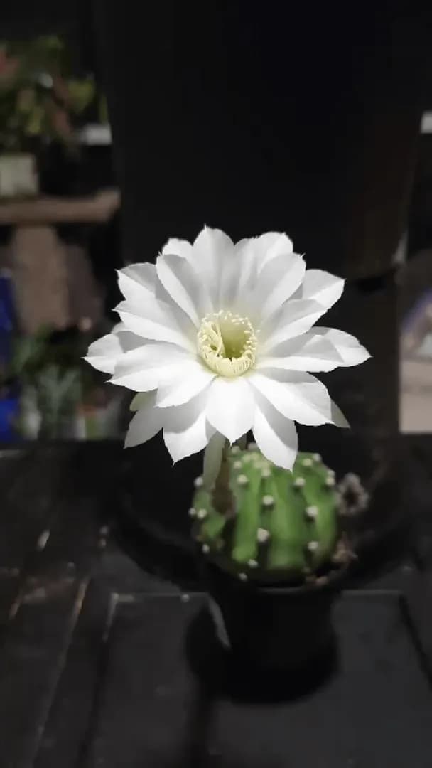 The smooth unfurling of a cactus flower.