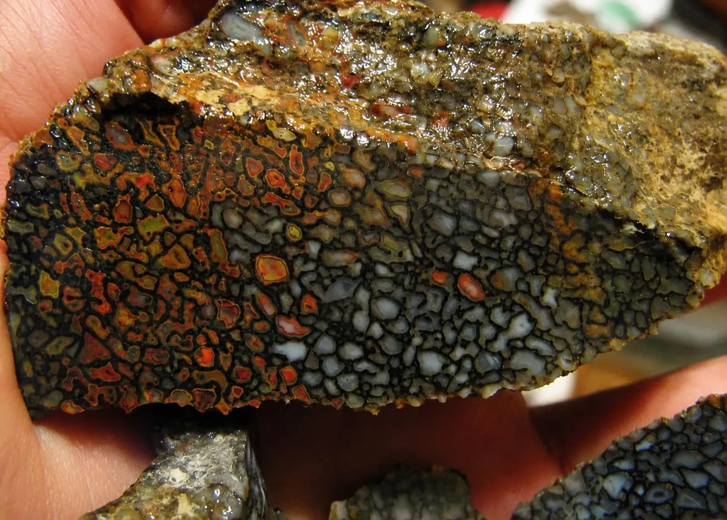 The polished cross-section of a fossilized dinosaur bone