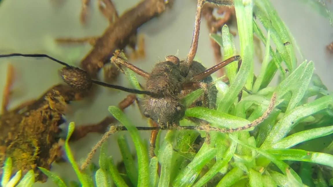 Parasitic zombie fungus thrives in mosses, too