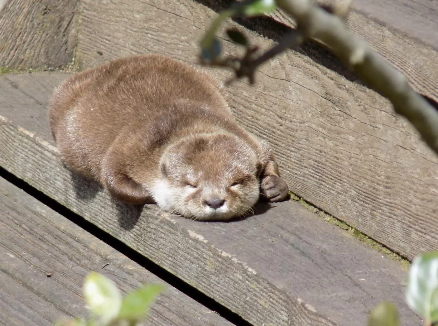 Sleepy otter ☺️