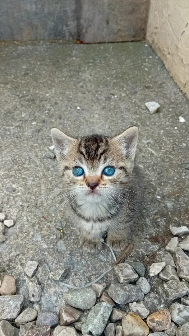 5 week old kitten
