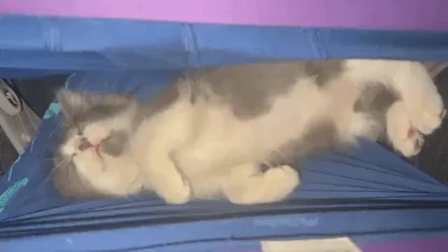 Videos my husband sends me while I’m at work - We’re currently fostering two kittens that wandered up out of the woods behind our house until the rescue has space for them. They love to hangout with m
