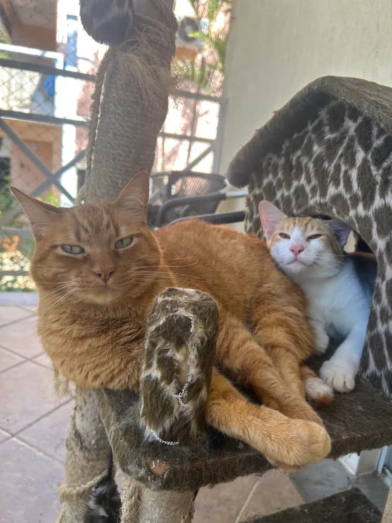 Big orange and small orange