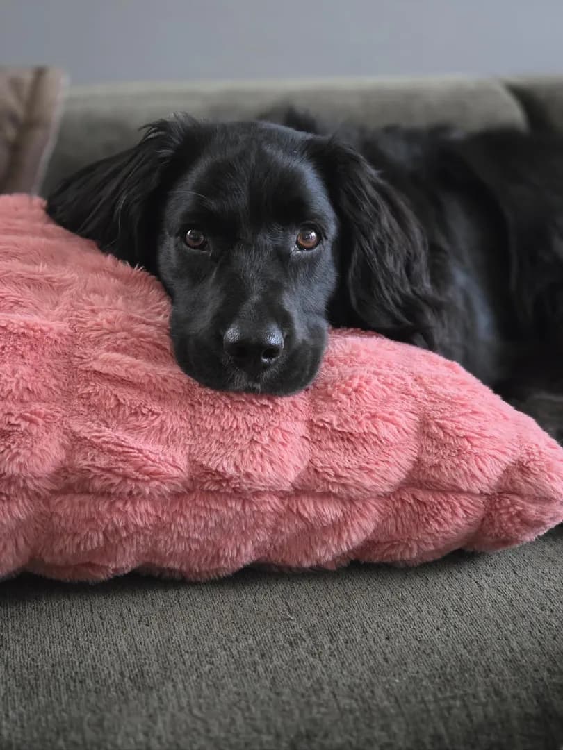 My mutt is a cutie