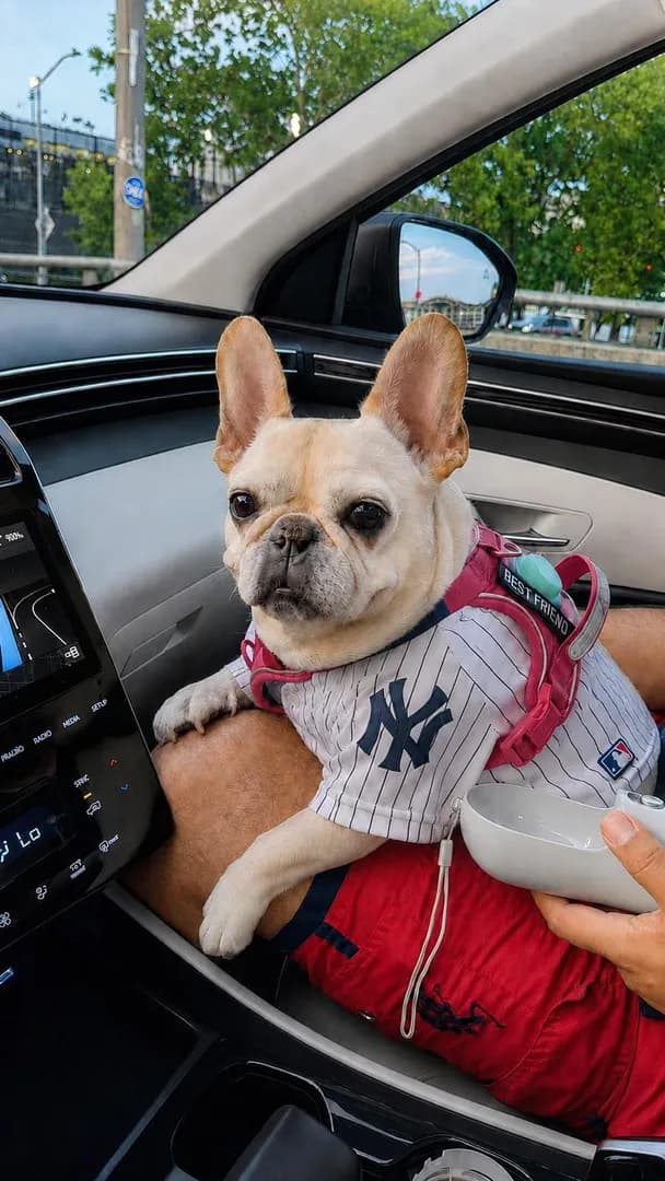 My Bronx bomber, Rachel 🩷🤍💙