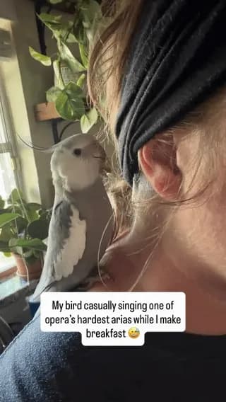 Cockatiel casually sings Queen of the Night Aria by Mozart