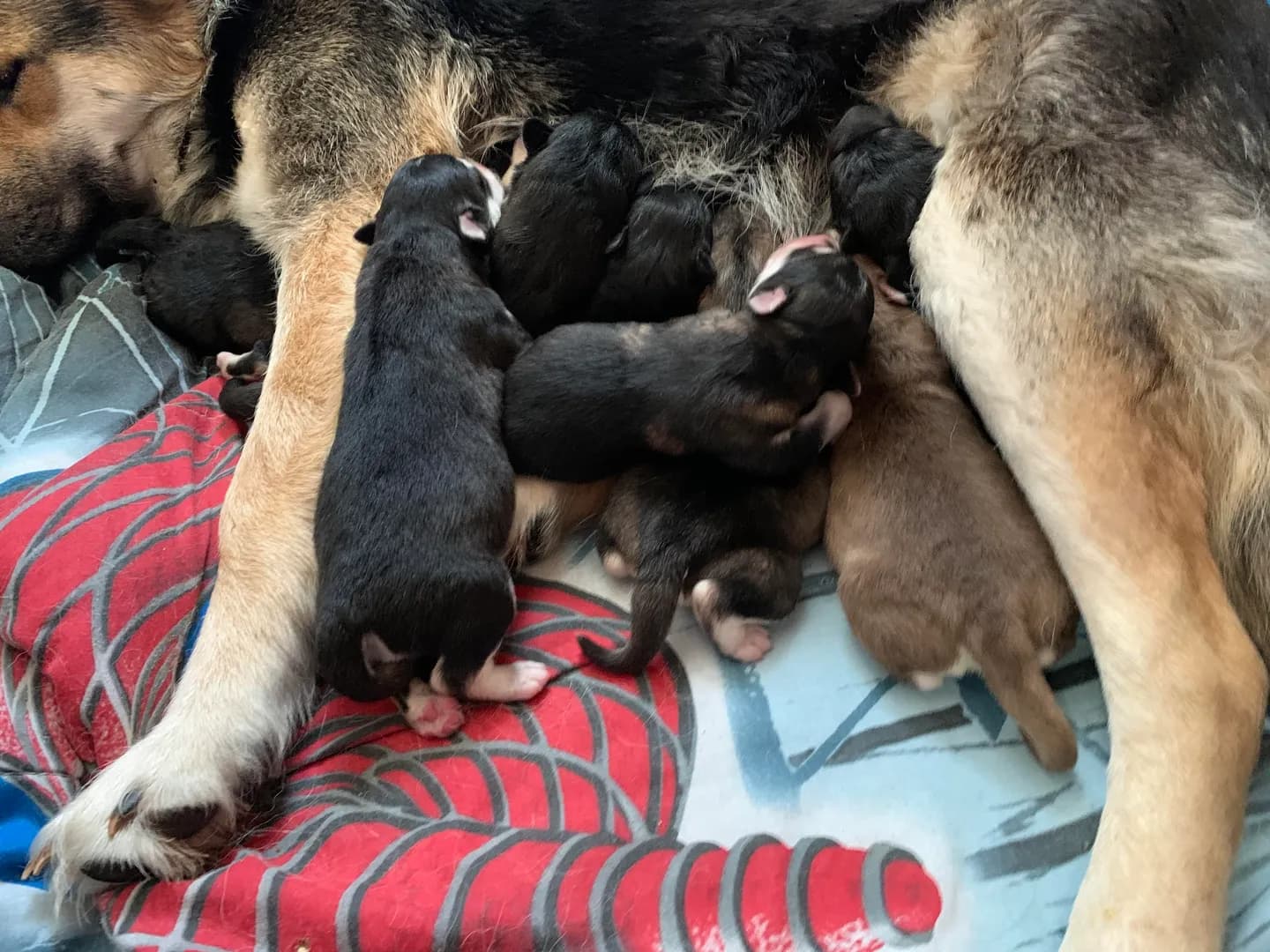 Eight tiny hearts, full bellies, fresh vaccinations, and not a single worry in the world. Fostering was one of life’s greatest privileges.