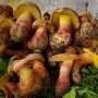 Q&A: Mushroom behind 'tiny people' hallucinations identified