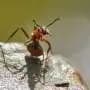 One ant can trigger colony-wide activity bursts, mathematical model suggests
