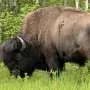 Decoding the North American bison's genome to better inform conservation efforts