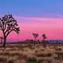 With new digital tools, researchers are helping Joshua trees survive wildfires