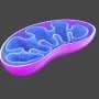 Mitochondria act as sensors for essential iron molecule, study reveals