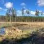 Drained by humans, rewetted by beavers—opposing forces shape boreal wetlands