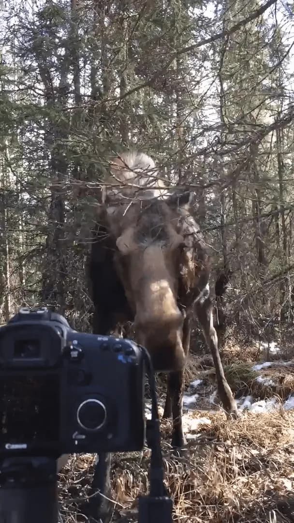 An enormous moose approaches the camera and get petted