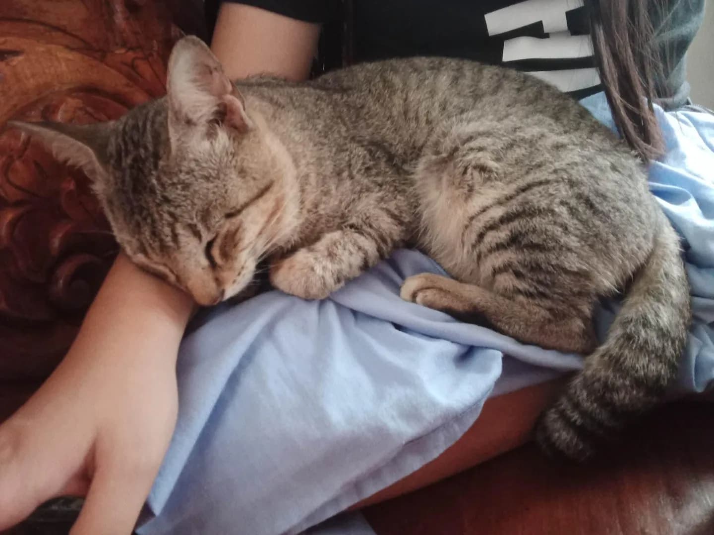 [OC] Sleeping like a little baby 🥹🐱
