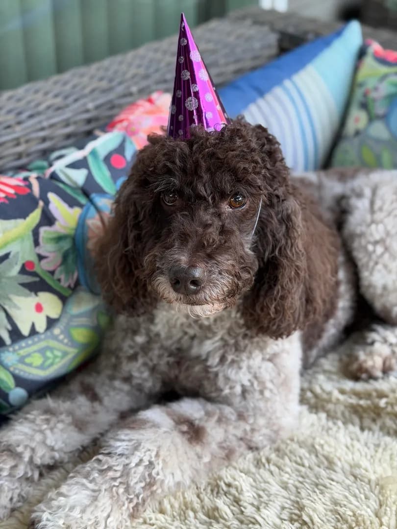 This is Pozzi. She’s 10 today. She only gets a steak once a year and I hope we can continue this tradition for many more.