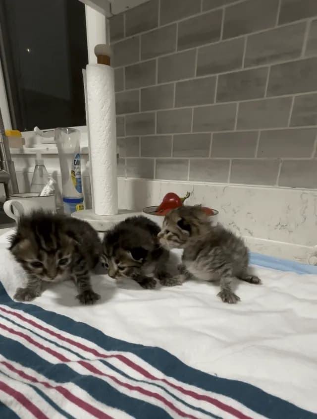 Tiny bodies. Big attitudes.