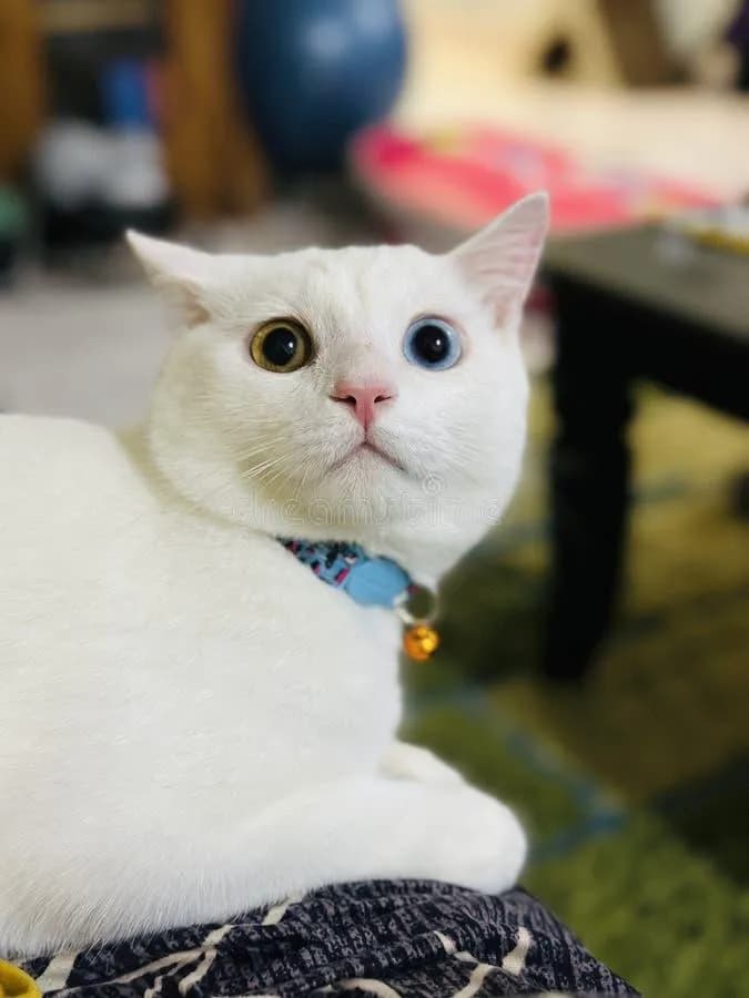 Just Adorable