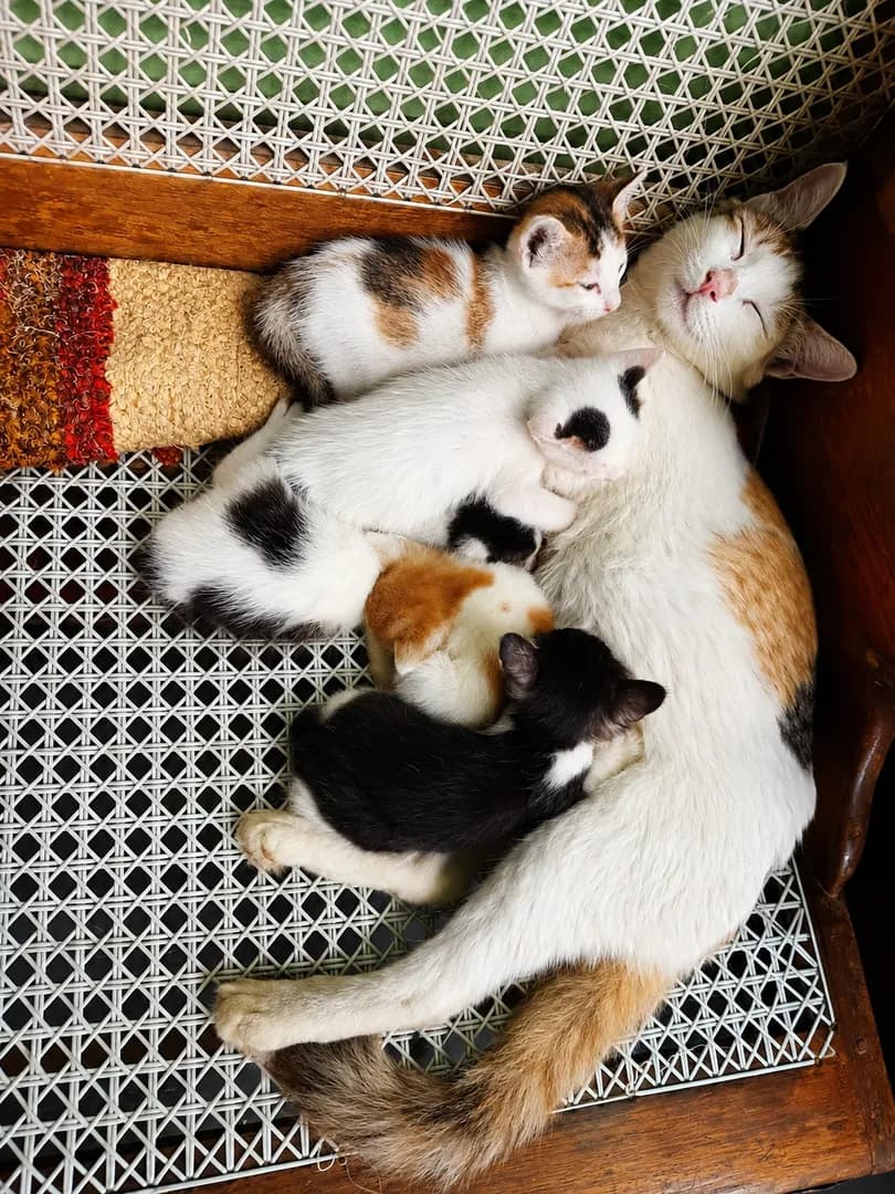 POV: The rent-free tenants multiplied overnight 😸