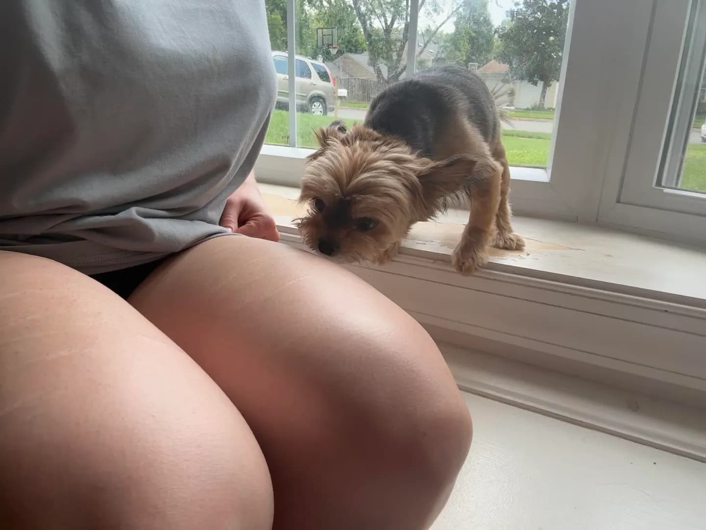 Pumpkin the munchkin