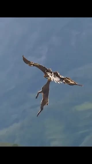 An eagle carrying a mountain goat