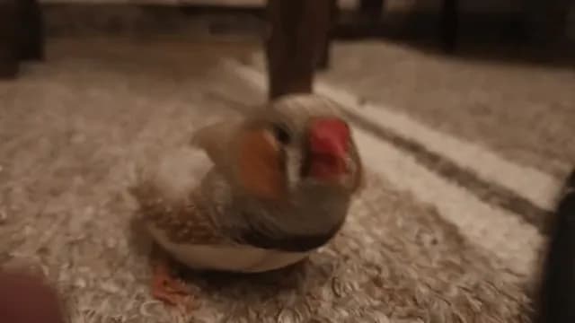 princess peach the disabled finch hates mister finger until he gets scritches