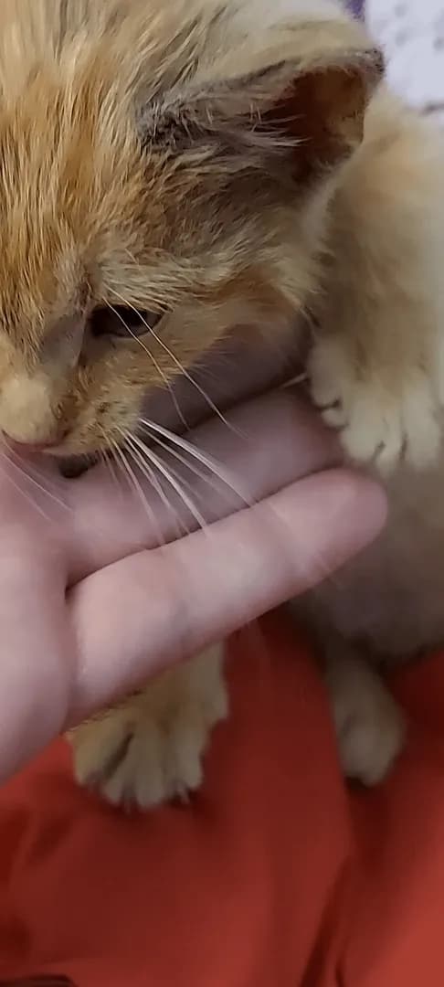 Saved from a tree. Now flea-free, and fed. He's tired, but still talkative :)