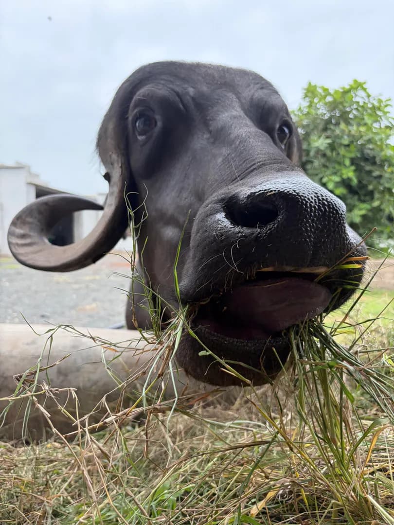 My buffalo.