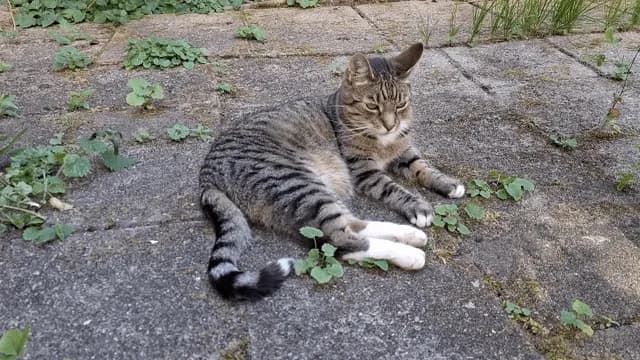 Chilling and sniffing