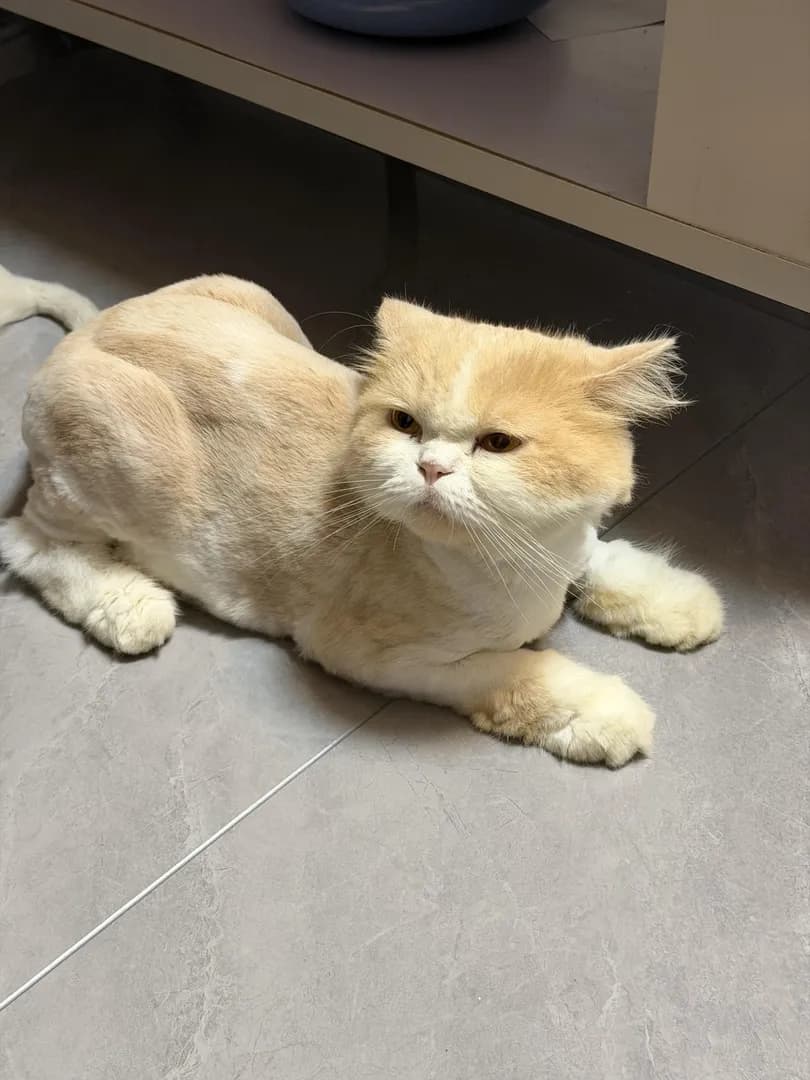 Pretending to be a little lion