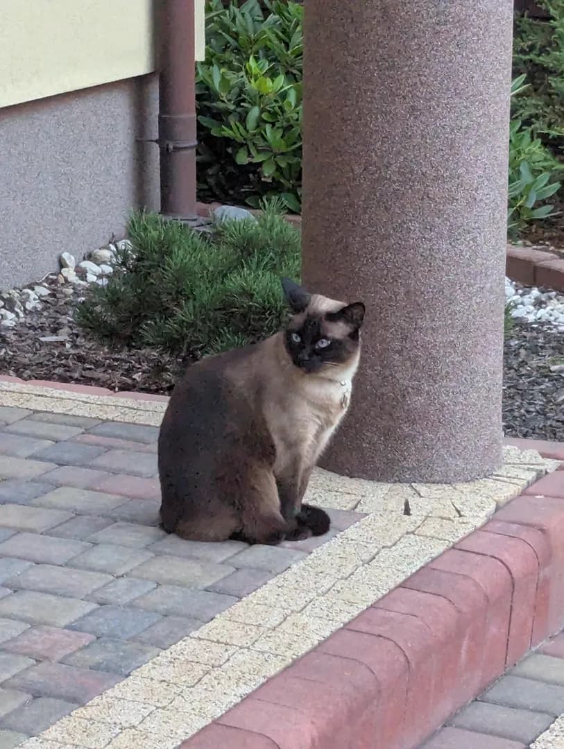 Neighbor's cat was completely flabbergasted by the fact there's something behind doors of my house
