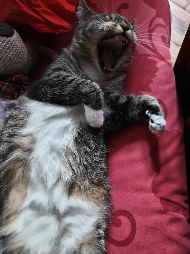 Morning cat.