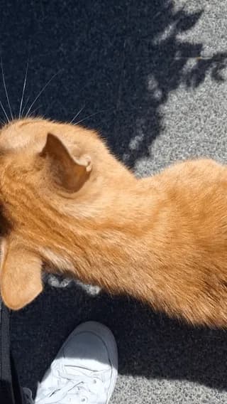 Made a new friend on the street during my lunchwalk
