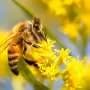 New study shows urban growers rely on accessible educational resources to adopt pollinator-friendly farming practices